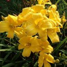 Buttered Popcorn 3 Daylily Root Fans