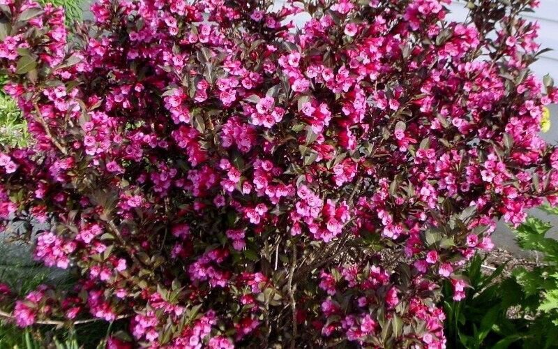 Wine Roses Reblooming Weigela Pp#10772