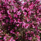 Wine Roses Reblooming Weigela Pp#10772