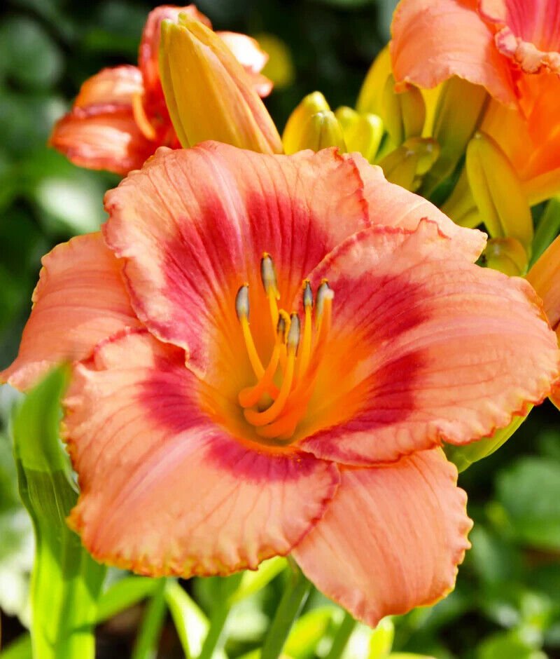 Strawberry Candy Daylily 3 Fans Root Systems