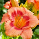 Strawberry Candy Daylily 3 Fans Root Systems