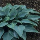 Hosta Halcyon Qt Pot