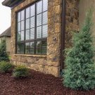 Carolina Sapphire Arizona Cypress Qt Pot