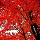 Red Maple 2.5 Inch Pot Native Red Maple