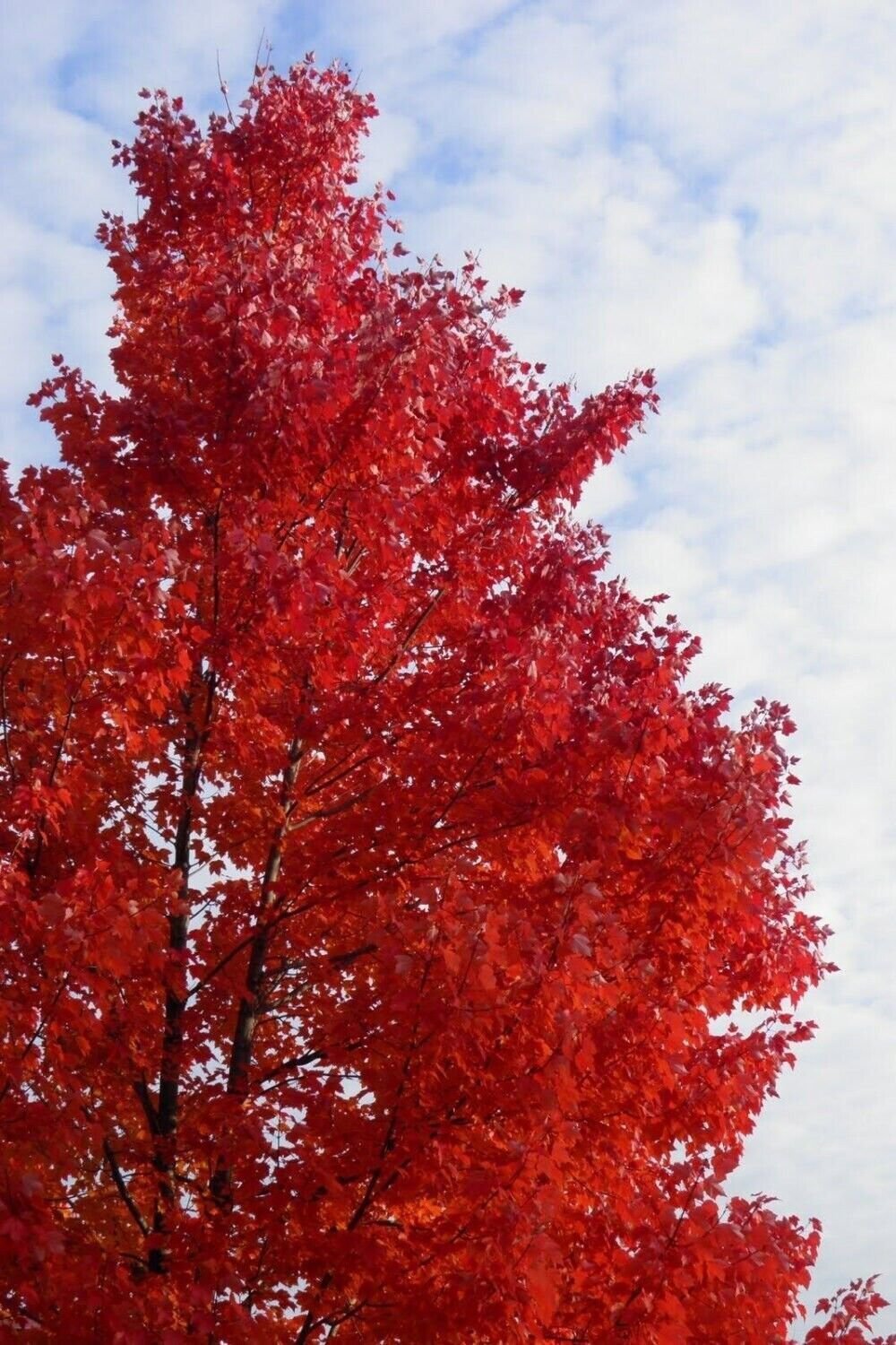 Red Maple Quart Pot Native Red Maple