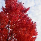 Red Maple Quart Pot Native Red Maple