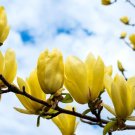 Yellow Bird Magnolia 1 Gallon Pot