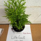 Little Giant Dwarf Arb 1 Qt Pot