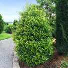 2 Cherry Laurel 2.5 Inch Pot Prunus Caroliniana