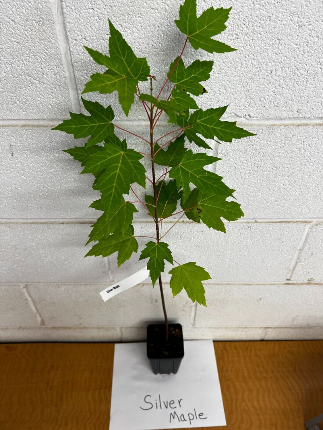 Silver Maple Qt Pot Acer Saccharinum