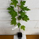 Silver Maple Qt Pot Acer Saccharinum
