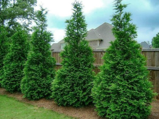 25 Murray Cypress Trees 2.5 Inch Pot