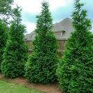25 Murray Cypress Trees 2.5 Inch Pot