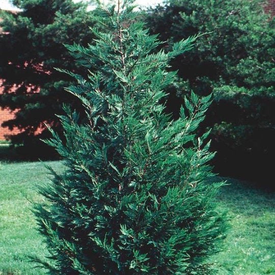 25 Leyland Cypress Trees 2.5 Inch Inch Pot