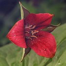 Trillium 5 Erectum Sulcatum Barksdales Furrowed Wake Robin
