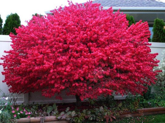 Dwarf Burning Bush Gallon Pot Hardy Shrub Euonymus Alatus