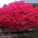 Dwarf Burning Bush Gallon Pot Hardy Shrub Euonymus Alatus