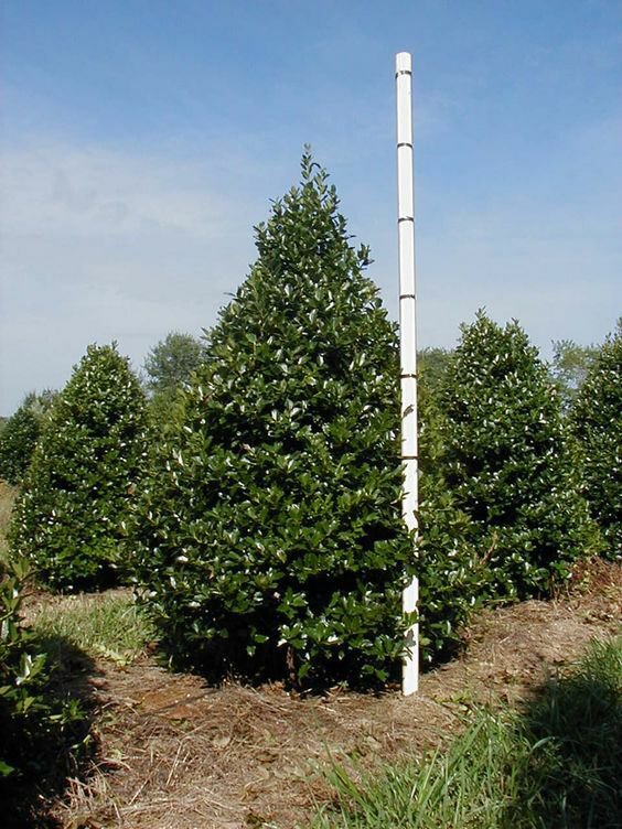 Oak Leaf Holly 1 Gallon Pot