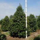 Oak Leaf Holly 1 Gallon Pot