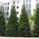 Green Giant 12 18 Inch 4 Inch Pot Arborvitae Thuja Plicata