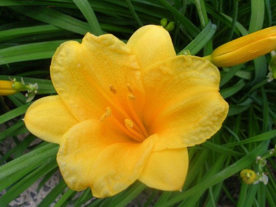 Stella De Oro Daylily 5 Fans Root Systems