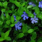 Vinca Minor Vine 4 Inch Pot Graveyard Vine
