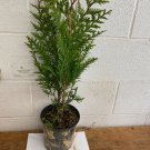 Green Giant 2 3 Trade Gallon Arborvitae Thuja Plicata