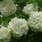 Old Fashion Snowball Viburnum 4 Inch Pot Viburnum Trilobum Highbush Cranberry