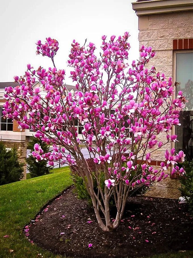 Ann Magnolia Gallon Pot Shrub Tree