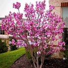 Ann Magnolia Gallon Pot Shrub Tree