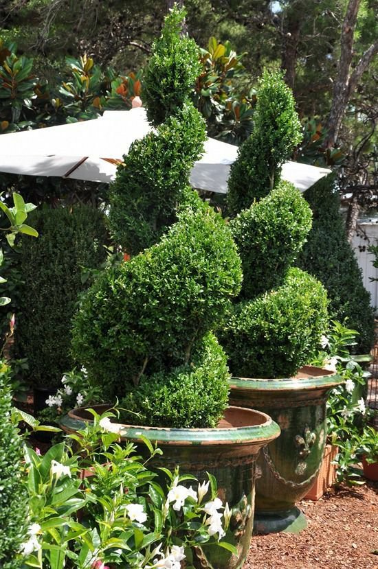 Green Mountain Boxwood Qt Pot