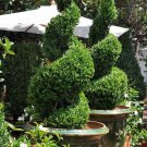 Green Mountain Boxwood Qt Pot