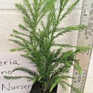 Cryptomeria Yoshino Japanese Cedar Qt Pot
