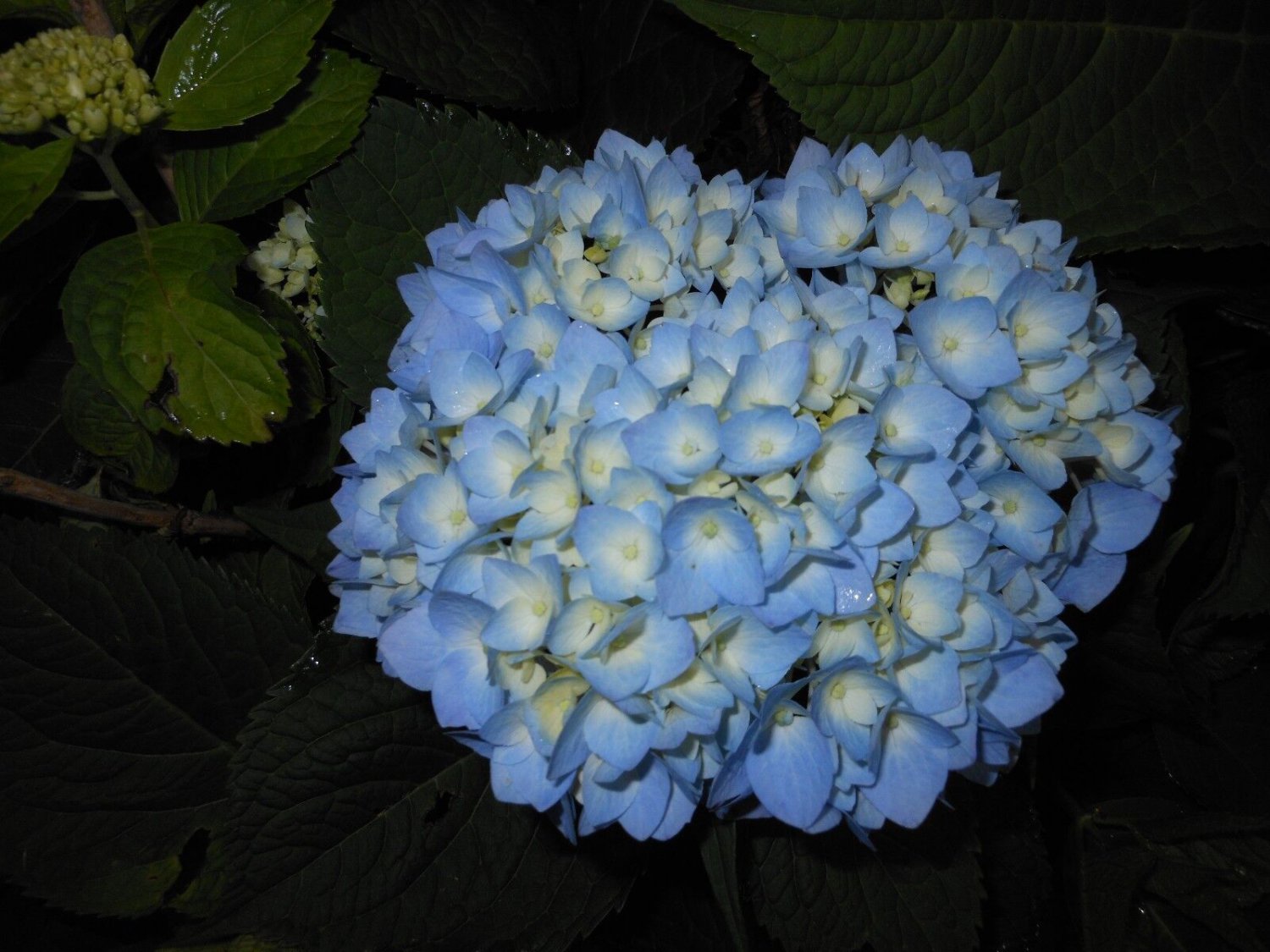 Nikko Blue Hydrangea