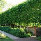 American Hornbeam Tree Carpinus Caroliniana Quart Pot