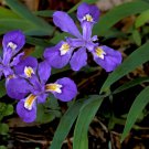 5 Crested Wild Iris Roots Iris Cristata