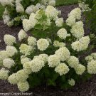 Little Lime Panicle Hydrangea Pp#22330