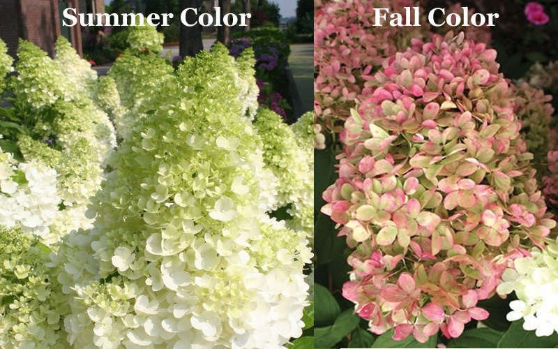 Limelight Hydrangea Shrub Pp#12874
