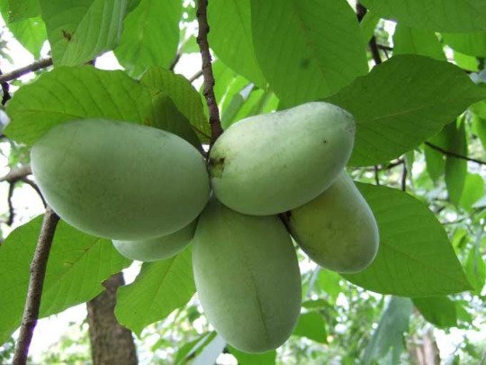 Paw Paw Indian Banana Qt Pot