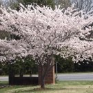 2 Yoshino Flowering Cherry Trees 2.5 Inch Pot