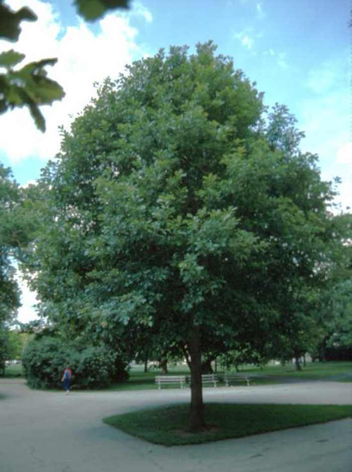 White Oak Tree Qt Pot Quercus Alba