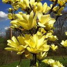 Yellow Bird Magnolia 2.5 Inch Pot