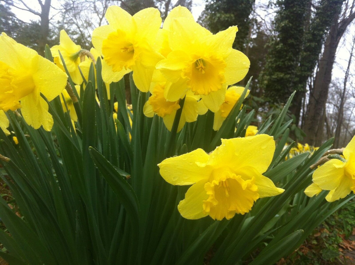 25 Wild Daffodil Bulbs Lent Lily Narcissus Pseudonarcissus