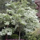 White Fringe Tree Quart Pot