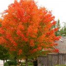 October Glory Maple Quart Pot