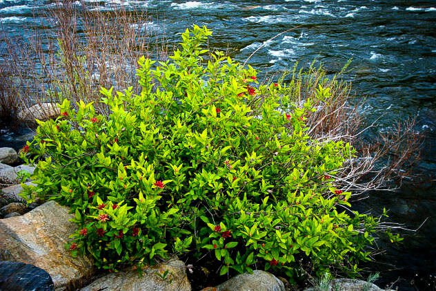 Spice Bush Pond Berry Lindera Benzoin Qt Pot