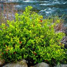 Spice Bush Pond Berry Lindera Benzoin Qt Pot