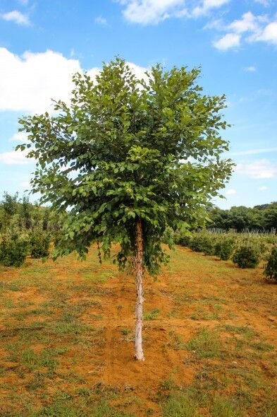River Birch Single Stem Tree Betulanigra Qt Pot
