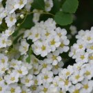 Snowmound Spirea Quart Pot