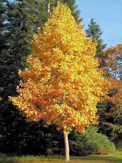 Tulip Tree Qt Pot